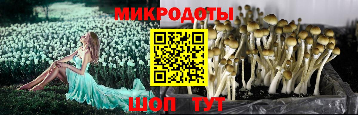 Псилоцибиновые грибы Psilocybine cubensis Шумерля